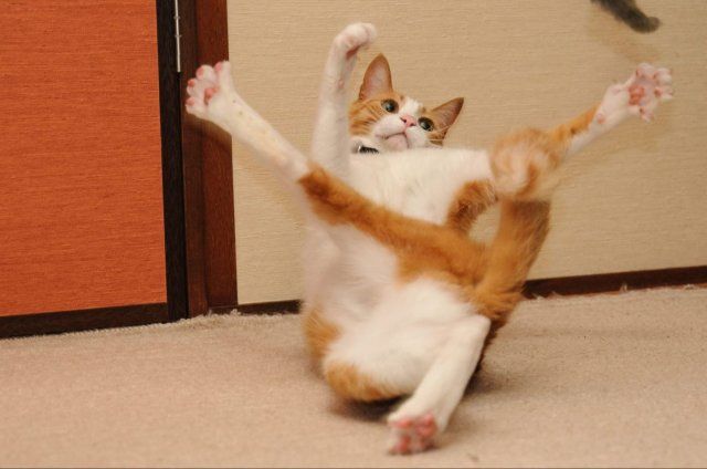 Funny Animals (27 pics)