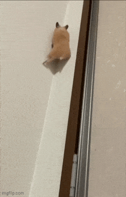 Acid GIFs, January 24 (25 gifs)
