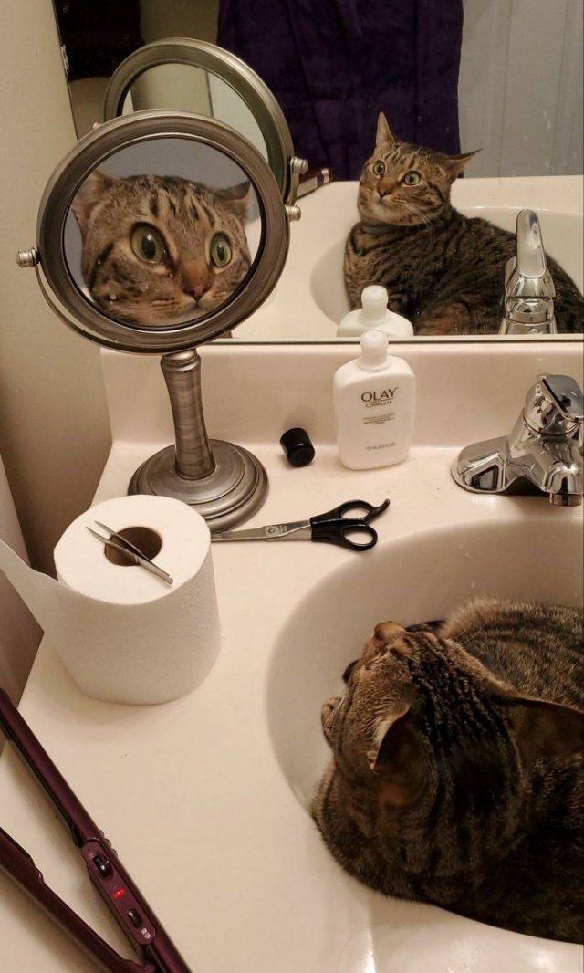 Animals And Mirrors (29 pics)