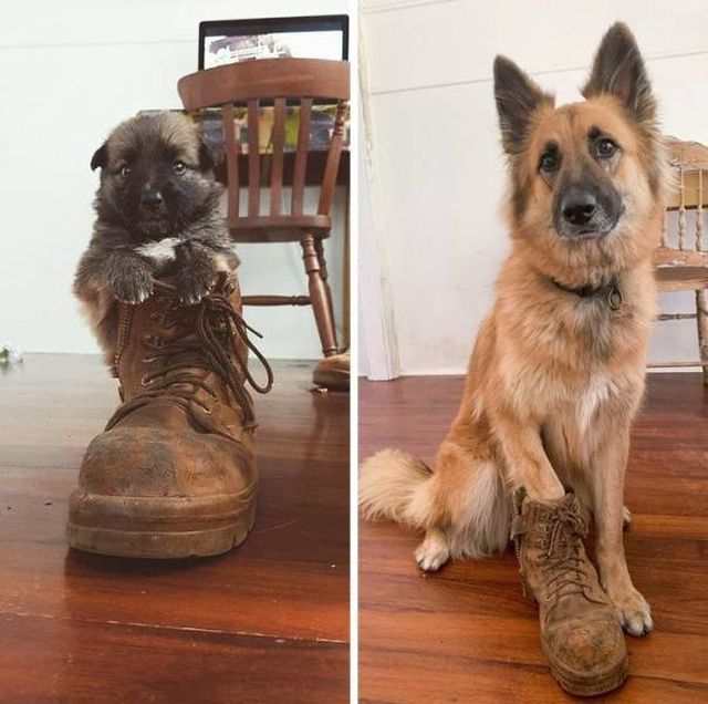 People Share Their Funny Pets (32 pics)