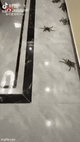 Acid GIFs, January 25 (25 gifs)