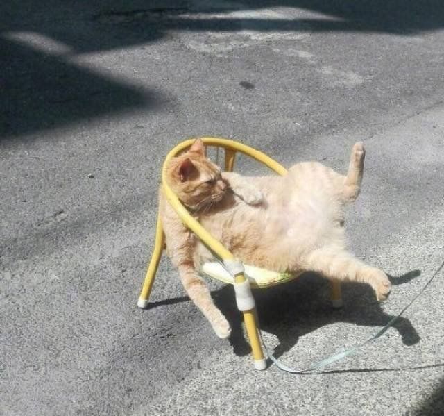Funny Animals (45 pics)