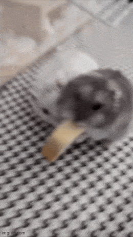 Acid GIFs, January 26 (25 gifs)