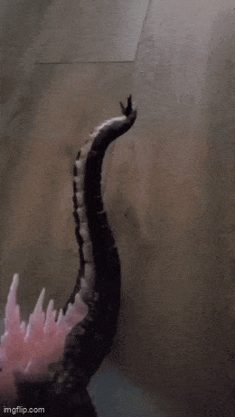 Acid GIFs, January 26 (25 gifs)