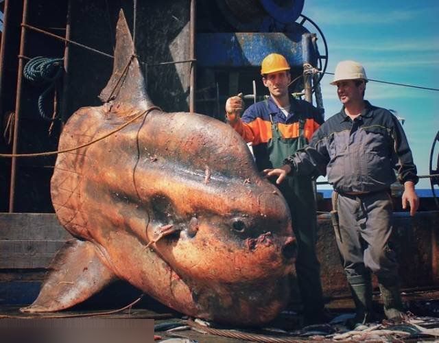 Strange Creatures From The Bottom Of The Ocean (40 pics)