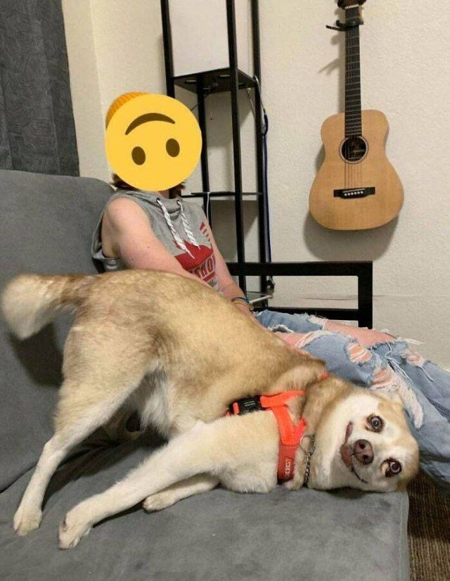 Broken Dogs (20 pics)