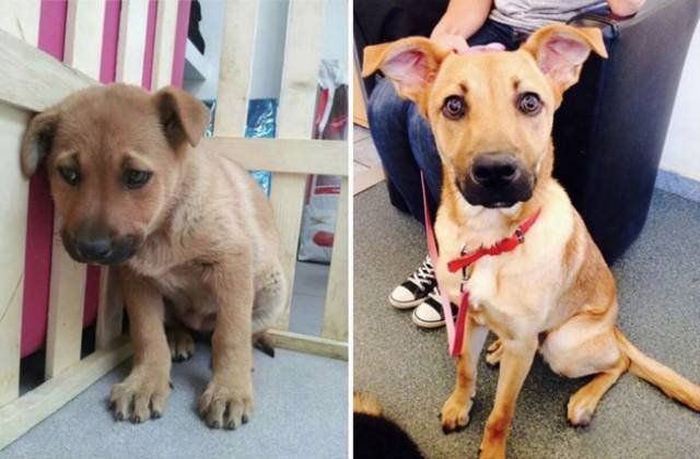 Animals Before And After Adoption (15 pics)