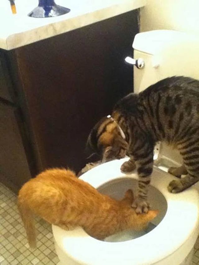 Naughty Animals (32 pics)