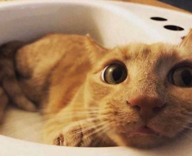 People Share Their Cute Pets (15 pics)