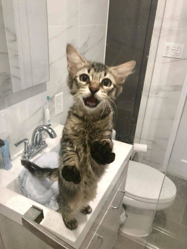 Cats Don't Care About Your Privacy (48 pics)