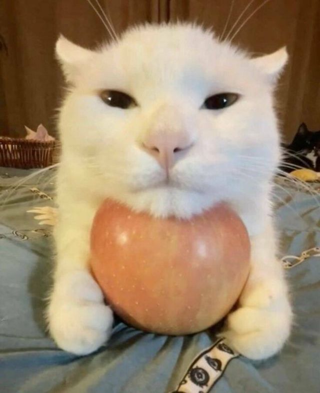 Cute And Funny Cats (33 pics)