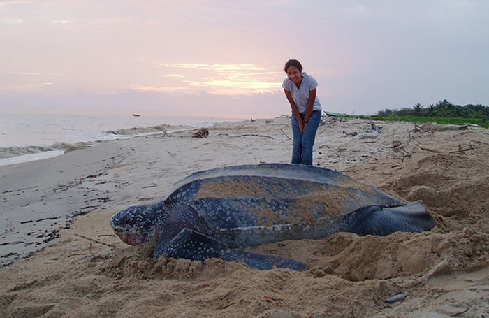 Giant Things (18 pics)