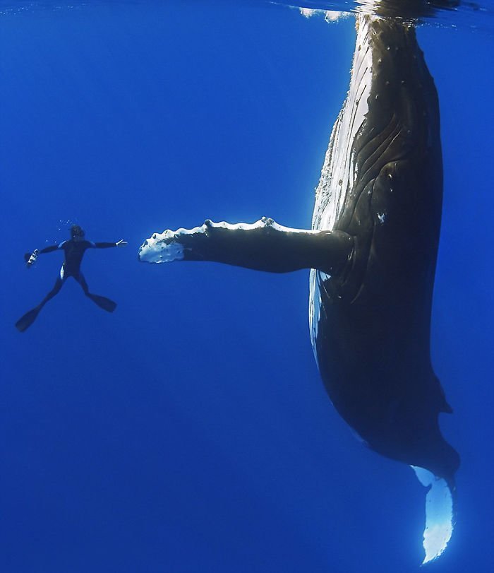Giant Things (18 pics)