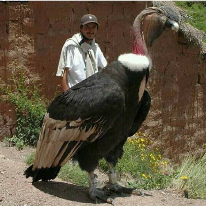 Giant Things (18 pics)