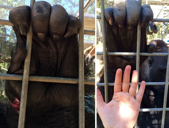 Giant Things (18 pics)