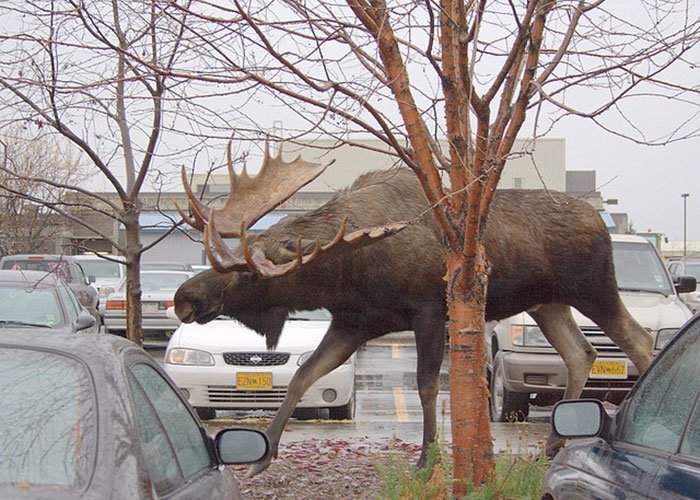 Giant Things (18 pics)