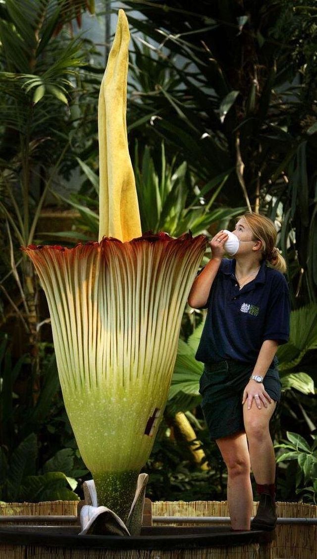 Giant Things (18 pics)