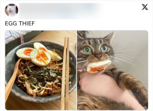 Reasons To Invite A Cat Into Your House (25 pics)