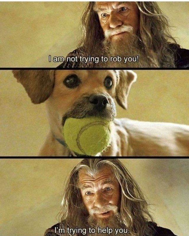 Cute And Funny Dogs (29 pics)