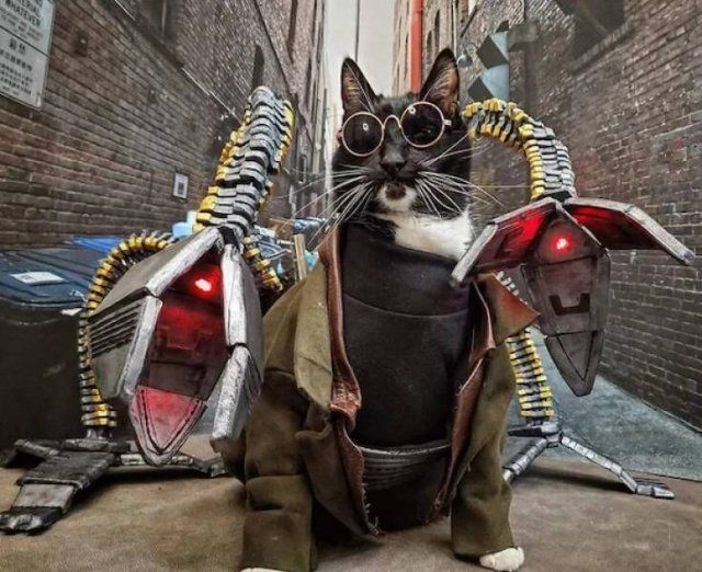 Funny Animals (36 pics)