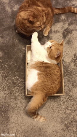 Acid GIFs, February 8 (25 gifs)