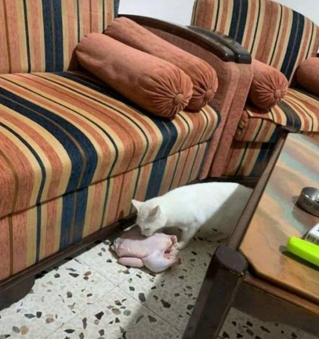 They Are Very Arrogant (22 pics)