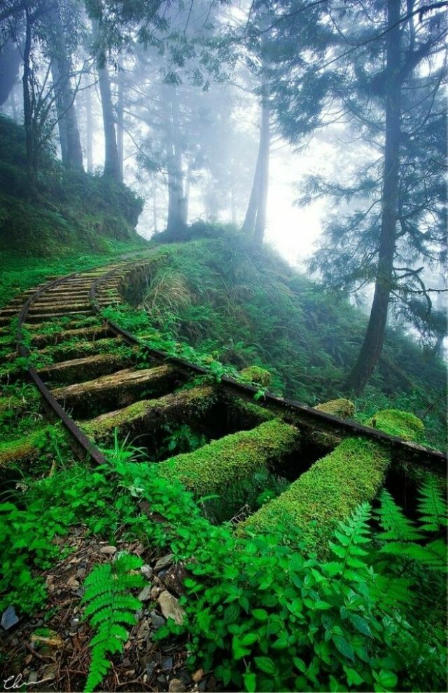 Beautiful Abandoned Railways (16 pics)