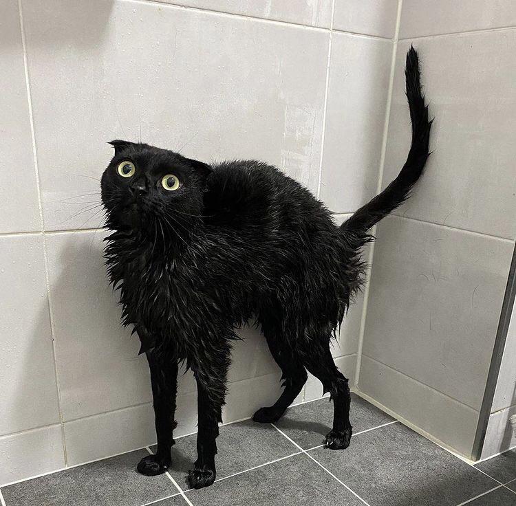 They Definitely Don't Like Showers (15 pics)
