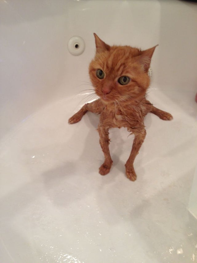 They Definitely Don't Like Showers (15 pics)