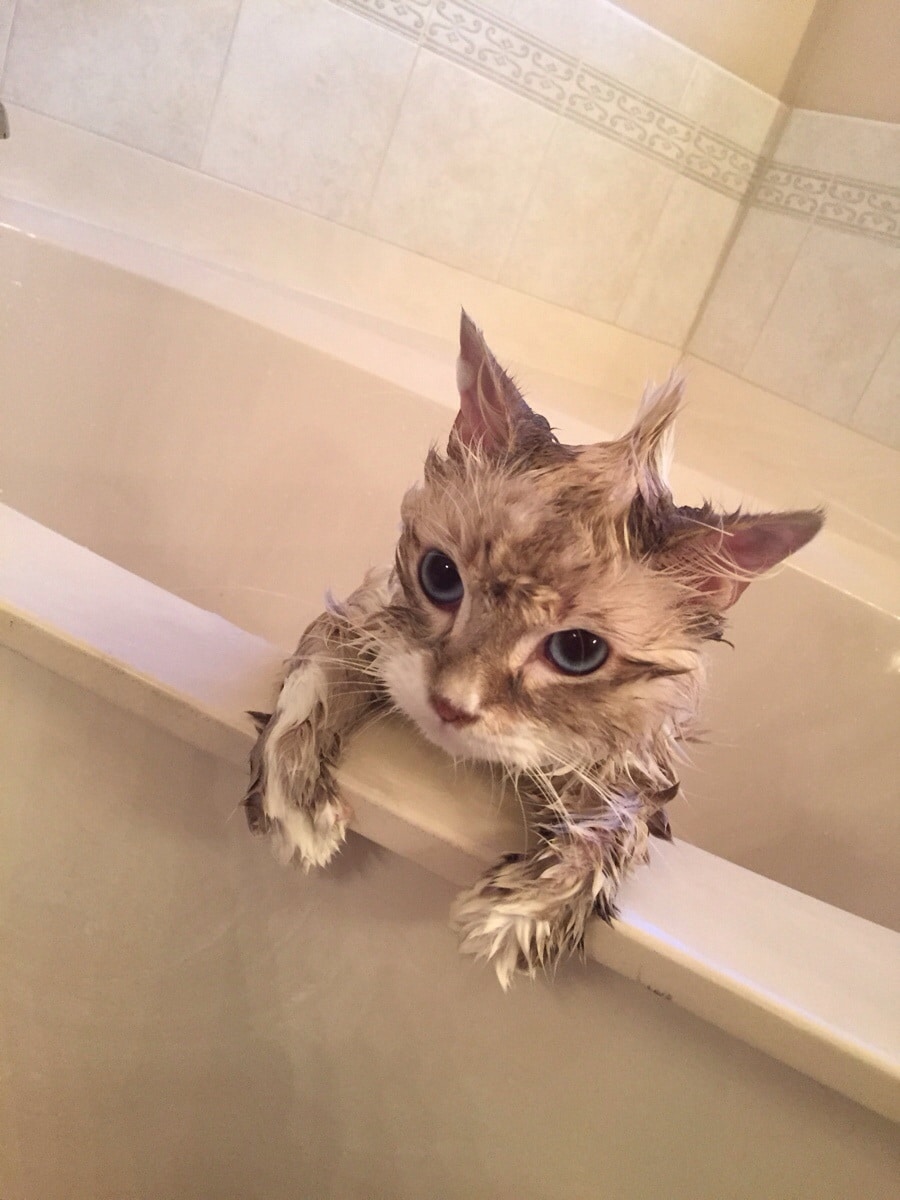They Definitely Don't Like Showers (15 pics)