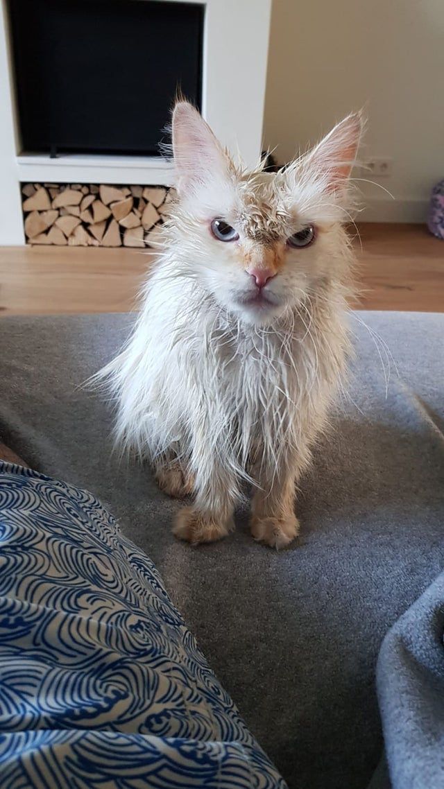 They Definitely Don't Like Showers (15 pics)