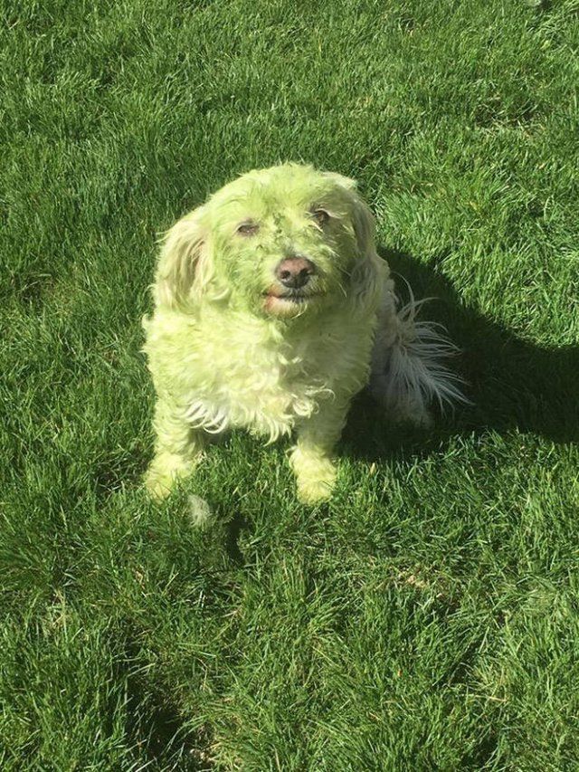 Dogs Against Grass (21 pics)