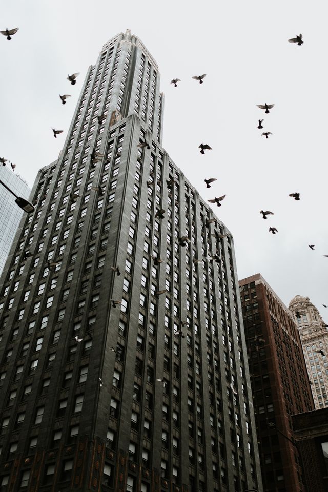 Securing Buildings from Birds - Why and How to Bird-Proof