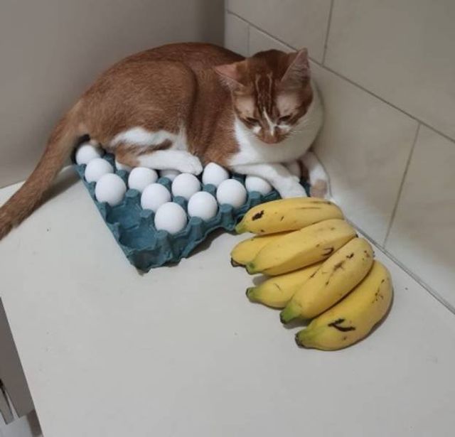 They Do What They Want (19 pics)