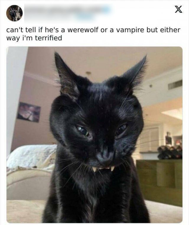 People Share Their Cute Pets (26 pics)
