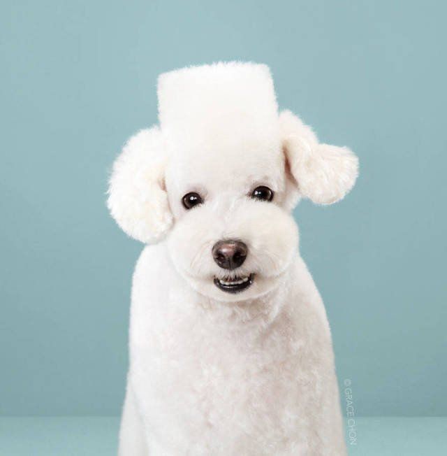 Dogs Before And After Grooming (20 pics)