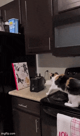 Acid GIFs, February 19 (25 gifs)