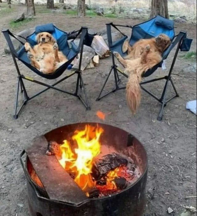 Funny Dogs (32 pics)