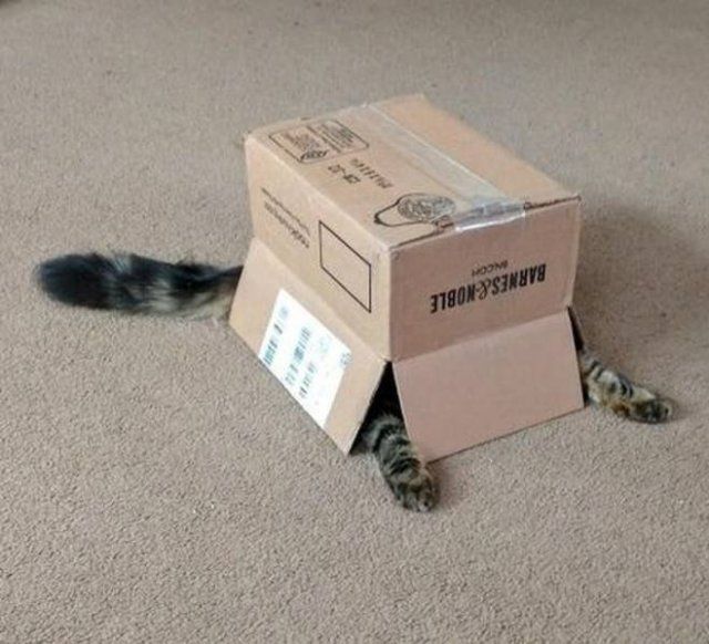 Try Finding A Pet Here (20 pics)