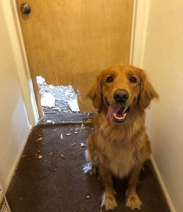 Naughty Dogs (18 pics)