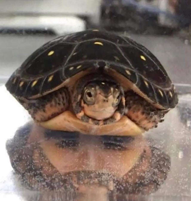 This Is Pareidolia (22 pics)