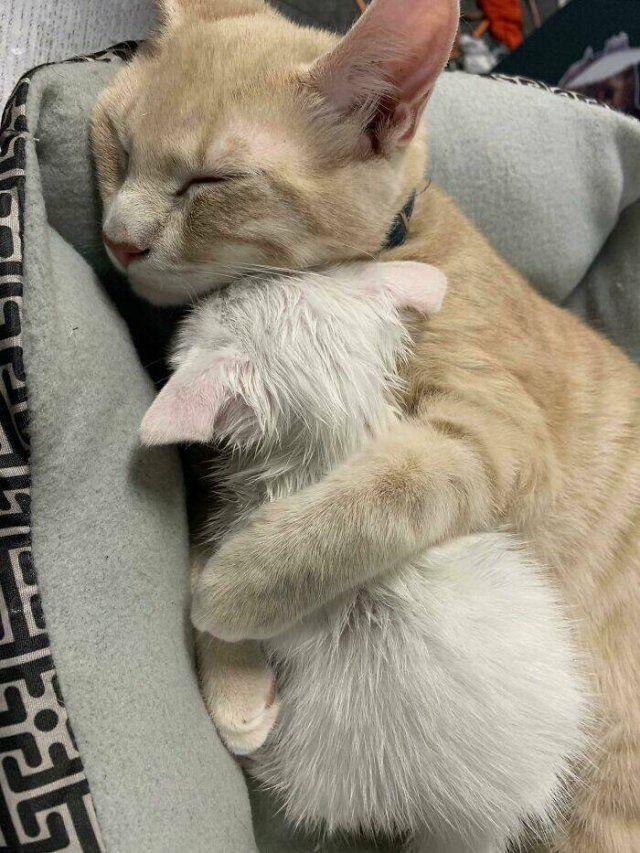 Adopted Pets (25 pics)