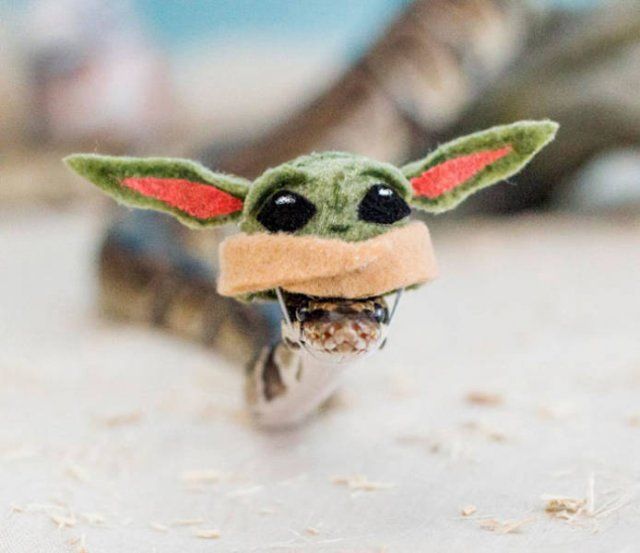 Snakes Wear Hats (39 pics)
