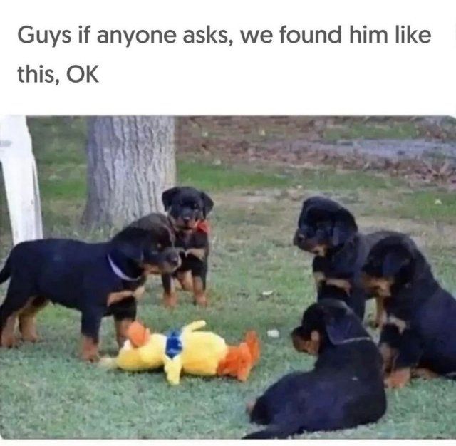 Cute And Funny Dogs (25 pics)