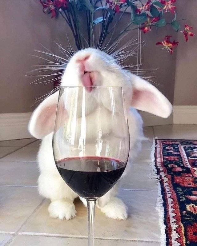 Funny Animals (30 pics)