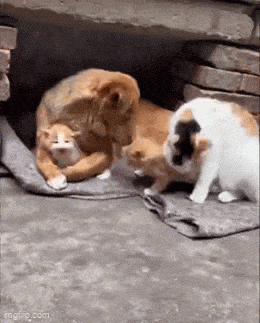 Acid GIFs, February 23 (25 gifs)