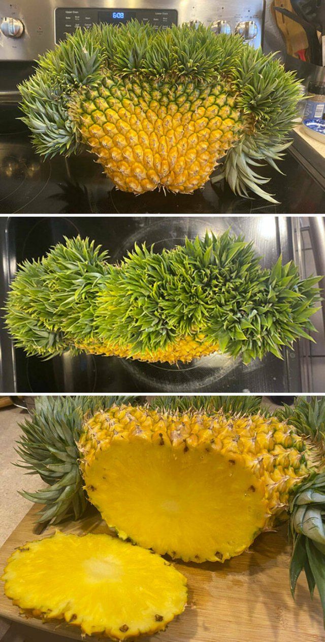 Botanical Oddities And Miracles (24 pics)