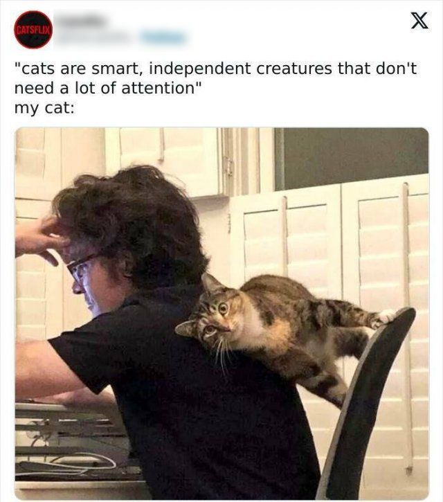 Memes With Cats (25 pics)