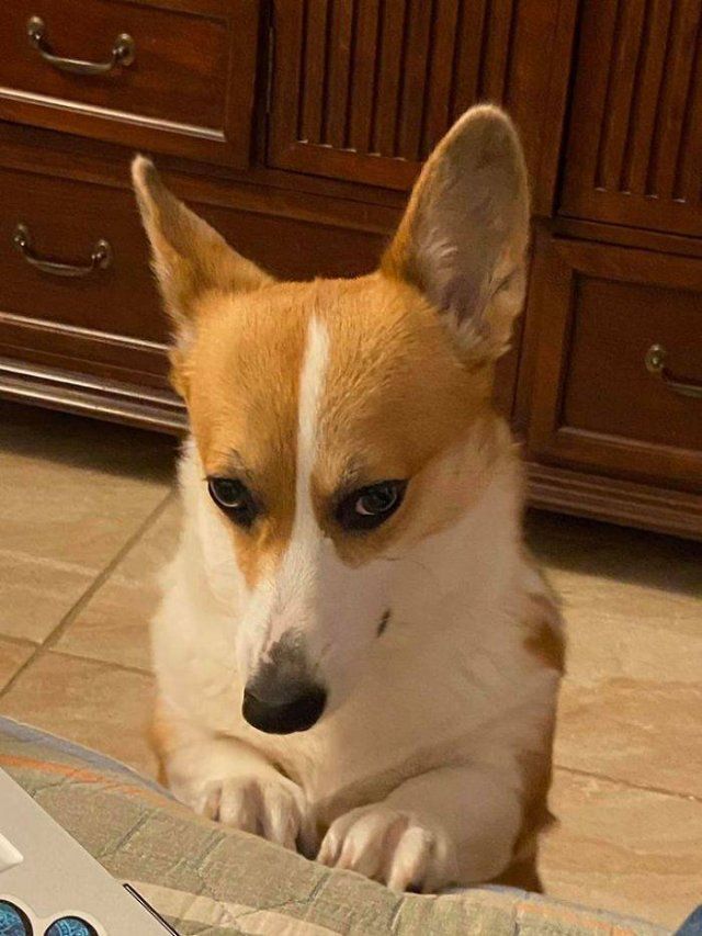 People Show Off Their Cute Corgis (30 pics)