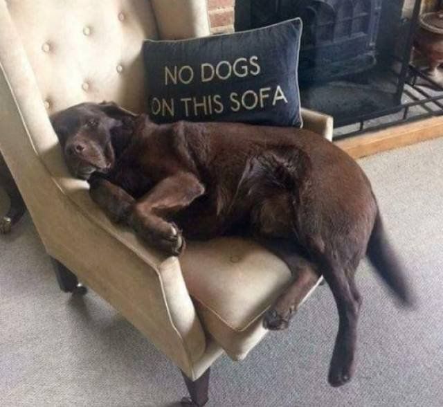 They Don’t Care About The Rules (22 pics)